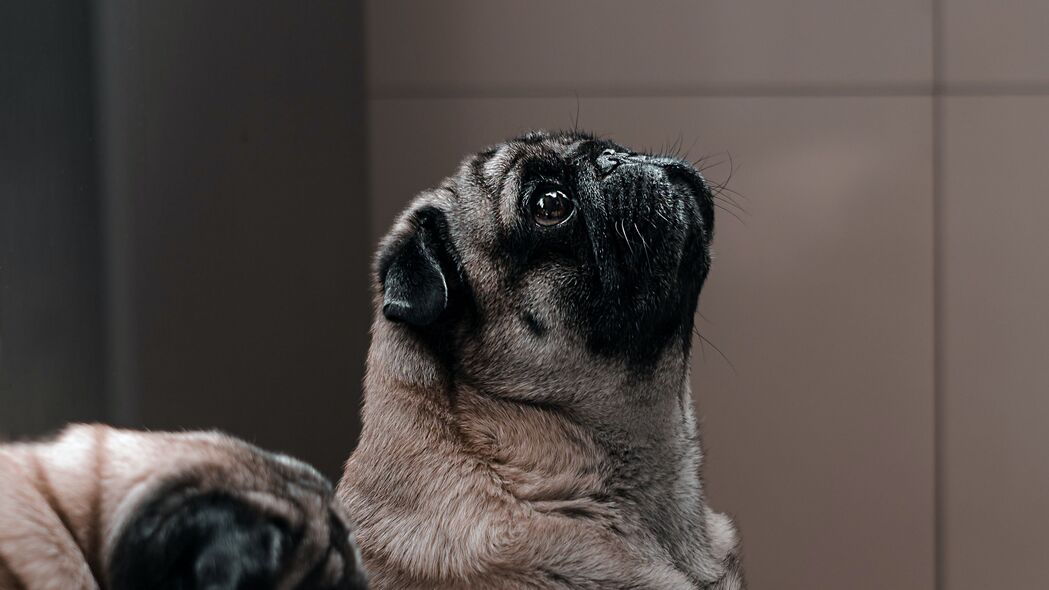 探索Pug犬的魅力，精选有趣瞬间，高清4K壁纸3840x2160免费下载