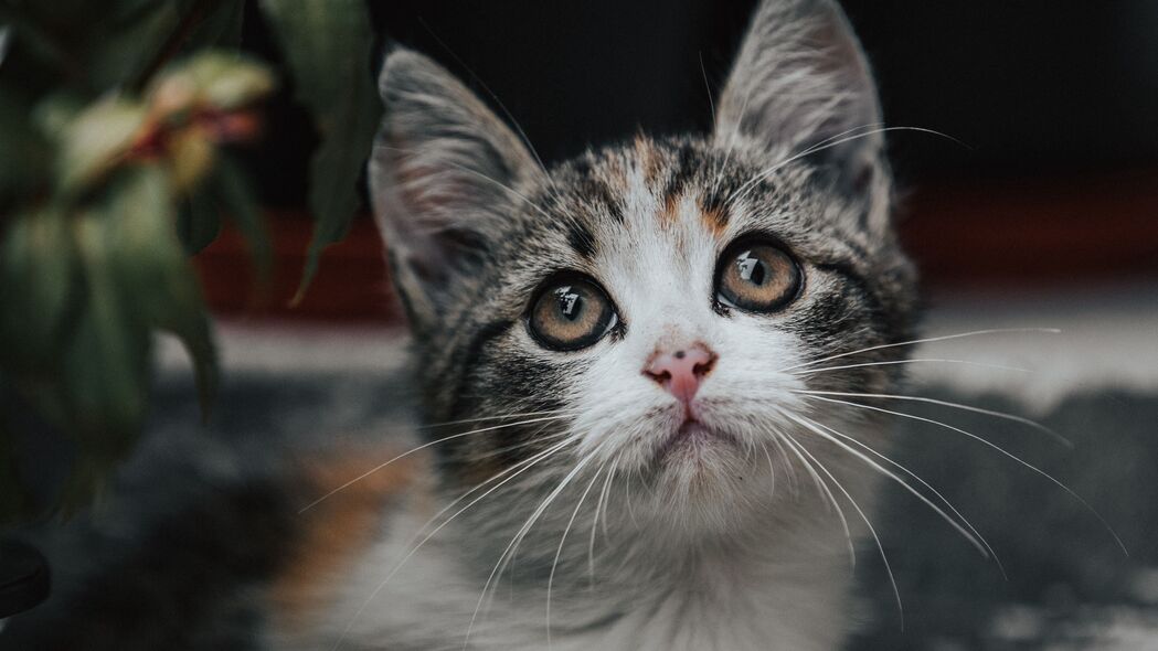 小猫一瞥，超萌4K高清壁纸，3840x2160分辨率，动物美图随心下载
