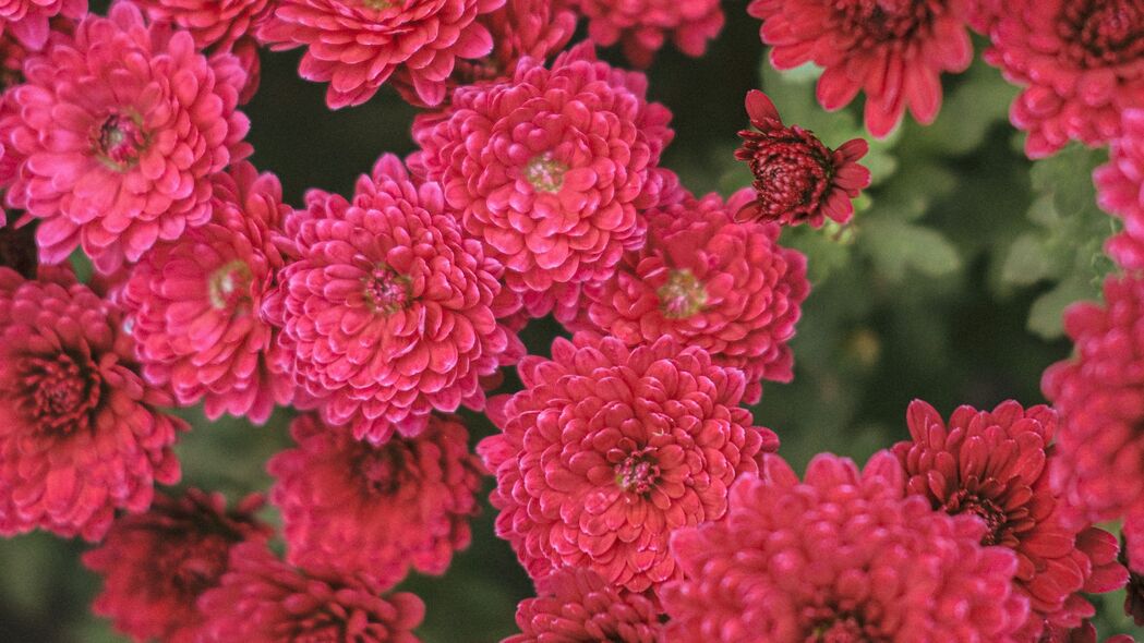 菊花盛放，绚丽红色4K壁纸，高清3840x2160植物背景图片，免费下载