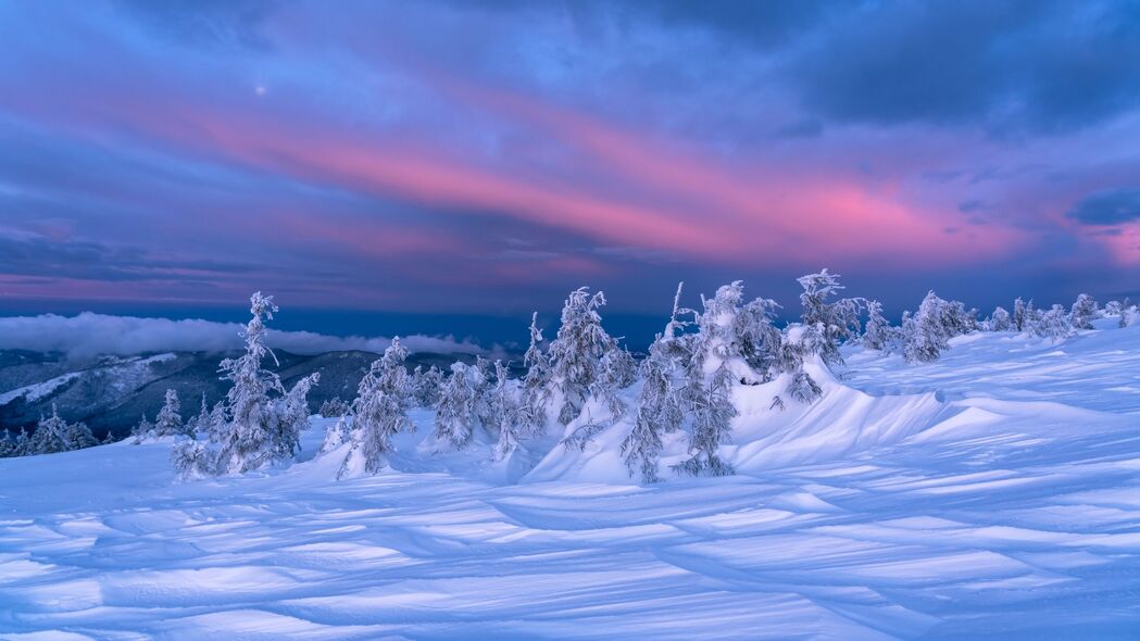 冬日雪景黄昏，高清4K树木风景壁纸，3840x2160超清下载