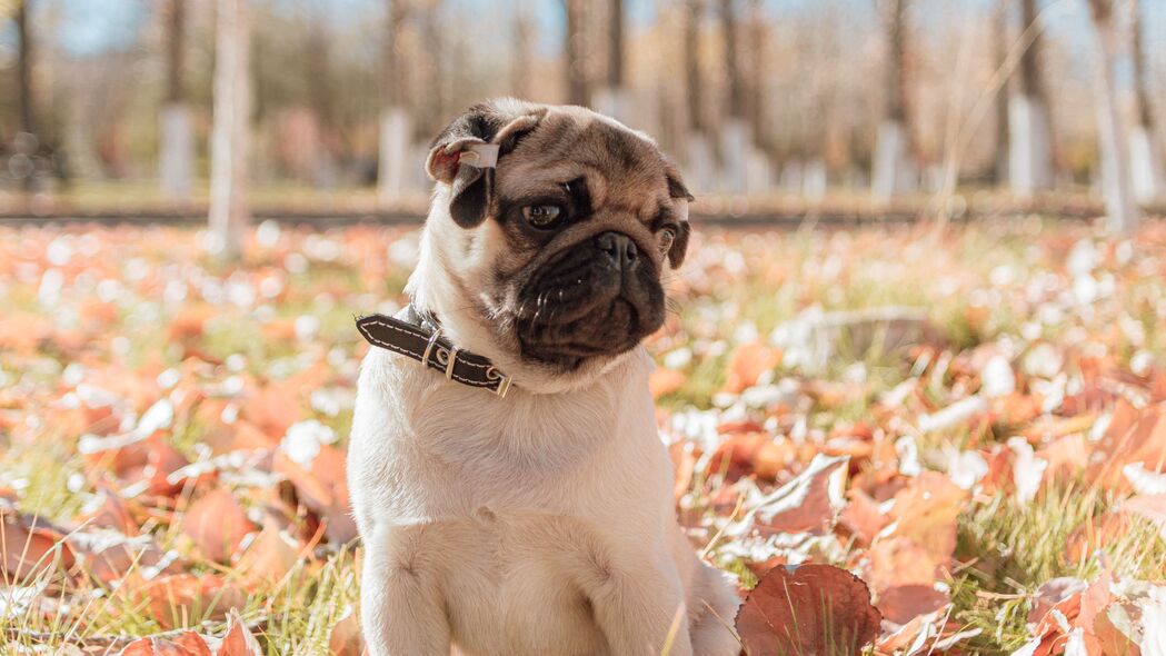 探索绝美Pug犬，4K超高清宠物动物壁纸，3840x2160分辨率，一键下载！