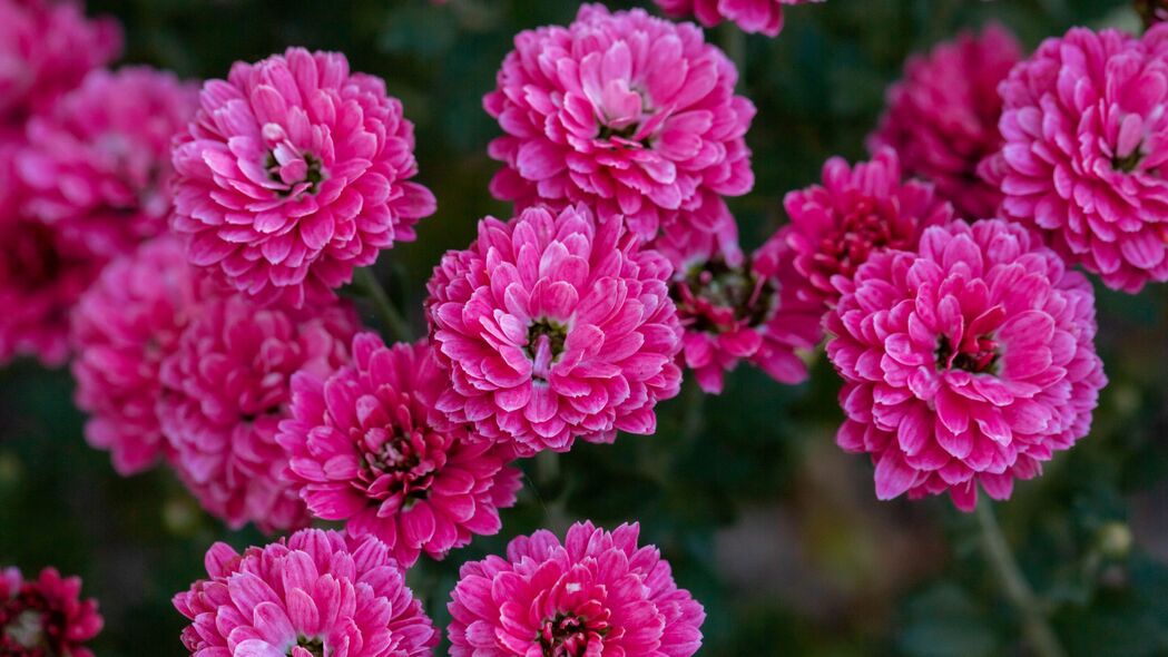 菊花盛放，粉红色4K超清壁纸，3840x2160分辨率，植物背景美图下载