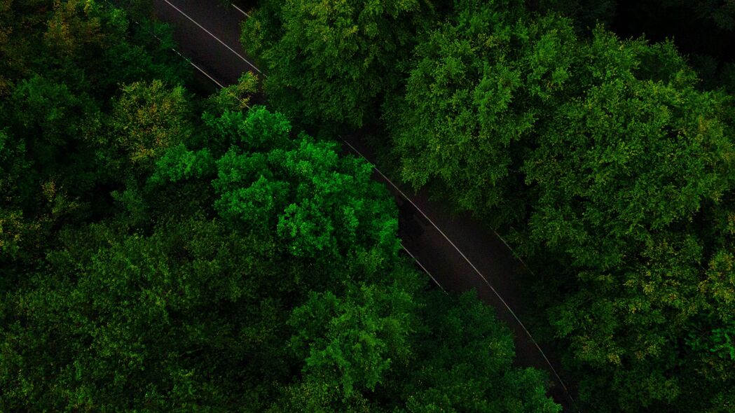 道路绿意鸟瞰，树梢轻舞4K壁纸，高清3840x2160绿色风景图，一键下载