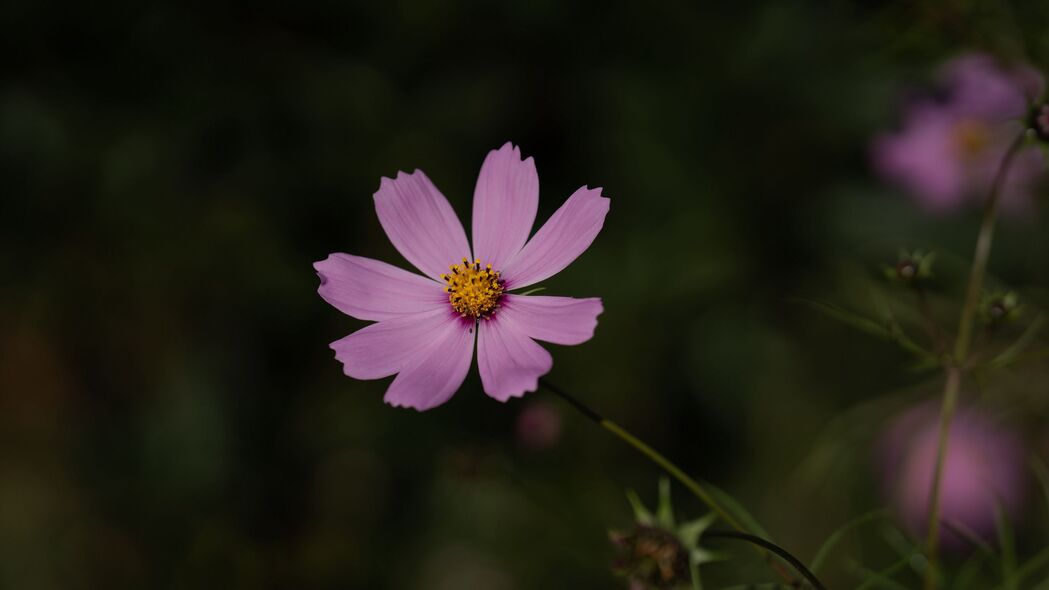 宇宙紫花盛放，宏大植物4K壁纸，高清3840x2160背景图片免费下载