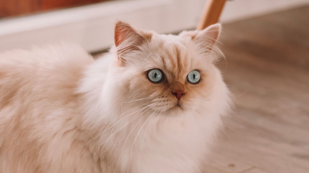 波斯猫高清壁纸，纯白蓬松萌宠，4K超清画质，3840x2160分辨率，一键下载！