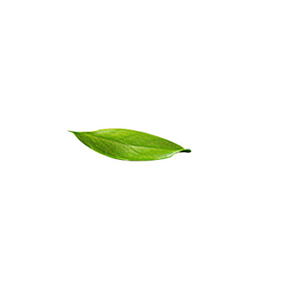 树叶植物高清PNG透明图片，漂浮叶子元素，精美装饰素材免费下载