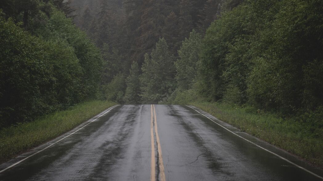 4K高清风景壁纸，道路穿越雾中云杉，树木距离感完美呈现，3840x2160分辨率下载