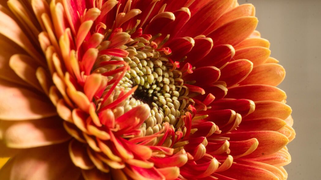 高清红色菊花花瓣4K壁纸，宏美细腻，3840x2160分辨率背景图片下载
