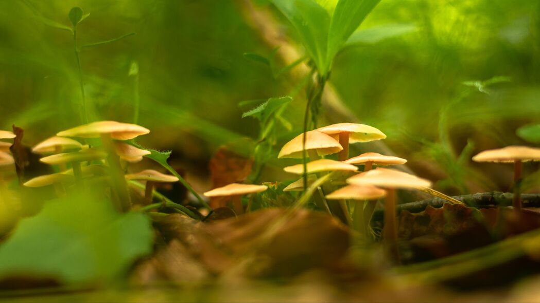 高清4K蘑菇草宏植物壁纸，3840x2160超清背景图片，一键下载