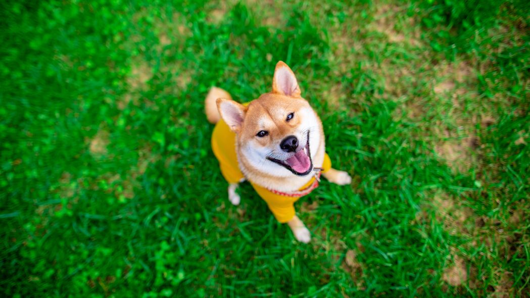 秋田犬宠物壁纸，精选4K高清3840x2160动物图片，一键下载