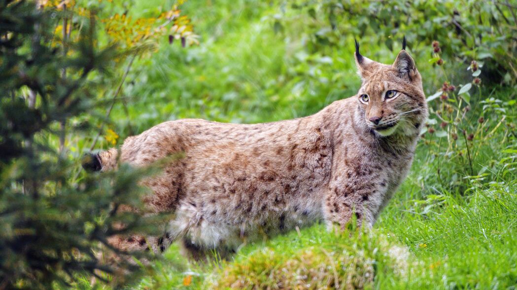 山猫捕食者一瞥，4K高清壁纸大赏，野生动物3840x2160分辨率，畅享视觉盛宴！