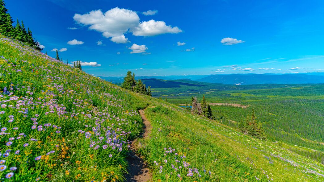 绝美山径花草风景，畅享4K超清壁纸，3840x2160高清大图，一键下载！