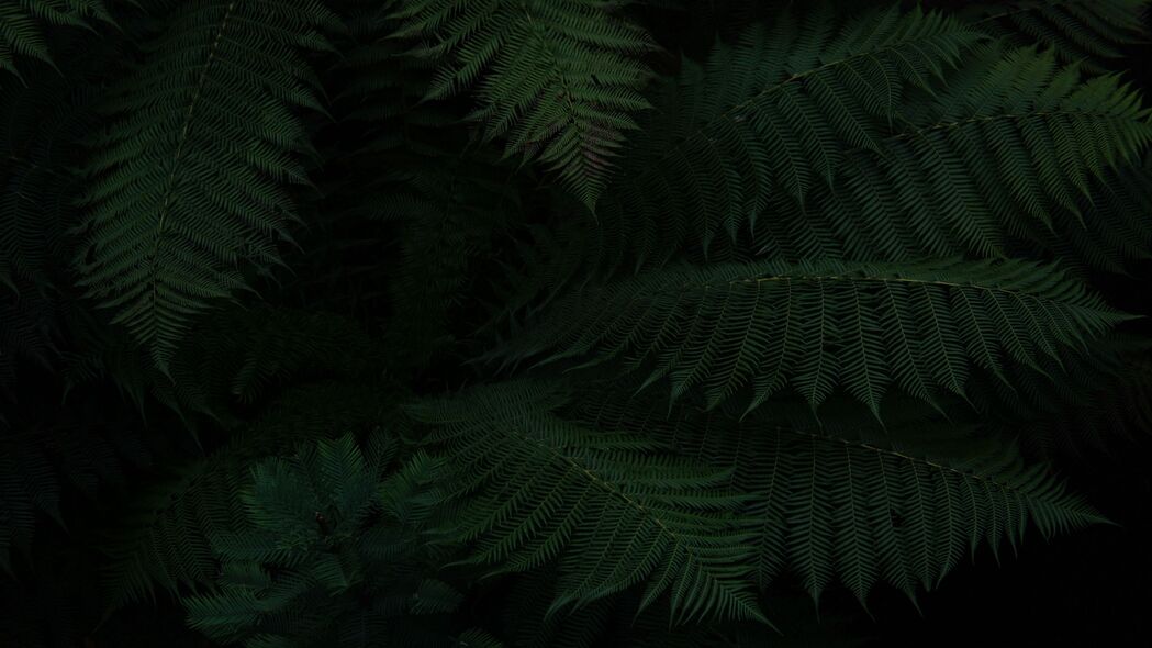 蕨类植物高清4K壁纸，深色绿叶背景，3840x2160超高清下载