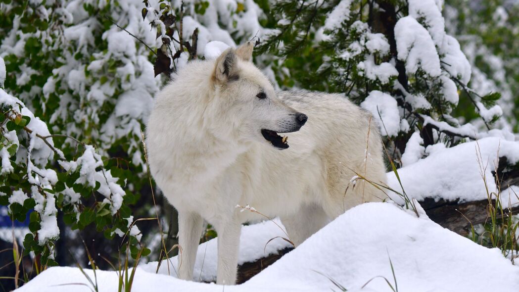 白狼捕食者雪域猎影，超高清4K动物壁纸，3840x2160分辨率，免费下载
