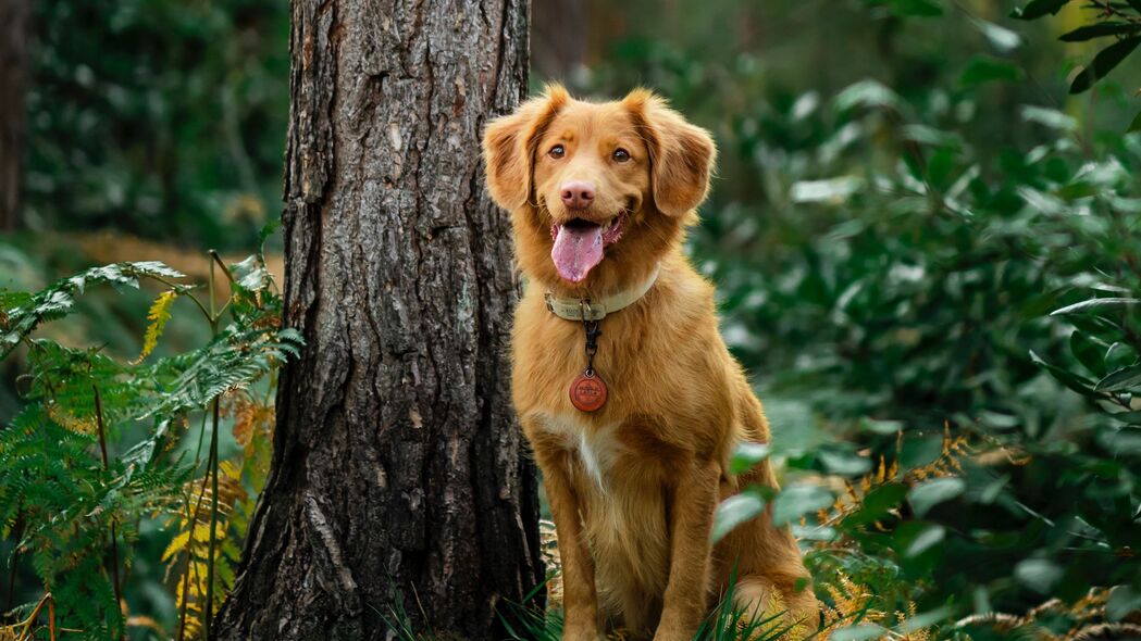 金毛猎犬寻回犬，吐舌萌态，林间倩影——精选4K高清壁纸，3840x2160分辨率畅享下载
