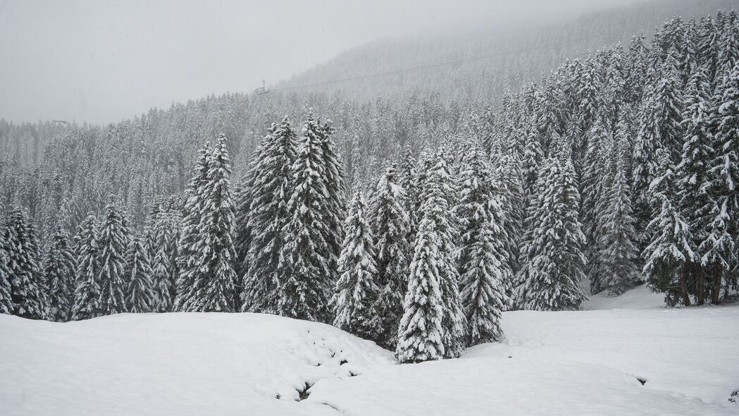冬日雪景，云杉森林高清4K壁纸，3840x2160分辨率，绝美雪地风光一网打尽！
