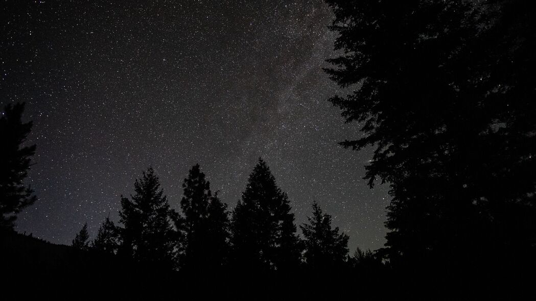 云杉之夜，星光剪影，4K高清星空壁纸（3840x2160）免费下载