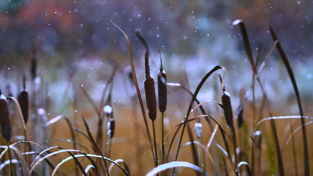 芦苇映雪，绝美4K高清壁纸，3840x2160超清雪景图片，一键下载！