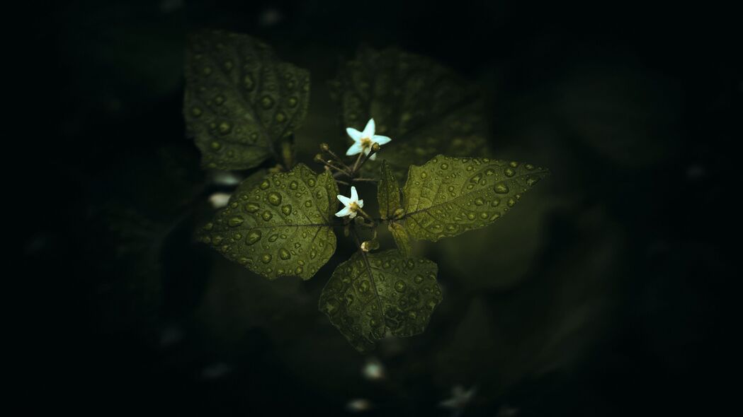 高清绿色花叶滴落4K壁纸，绝美植物背景，3840x2160超高清下载