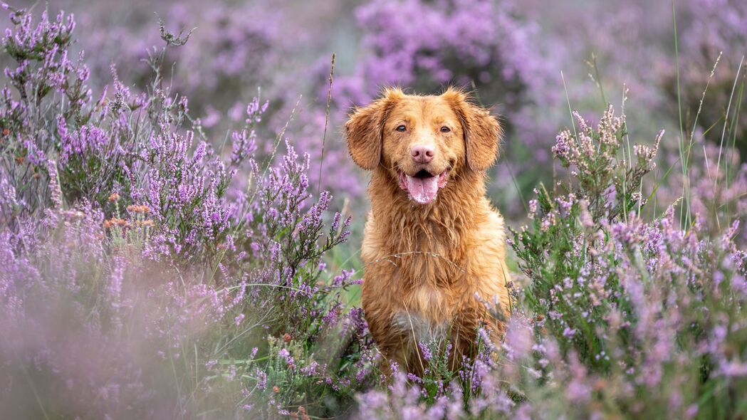 金毛猎犬寻回犬，可爱狗狗伸舌萌照，薰衣草背景4K超清壁纸（3840x2160）高清下载