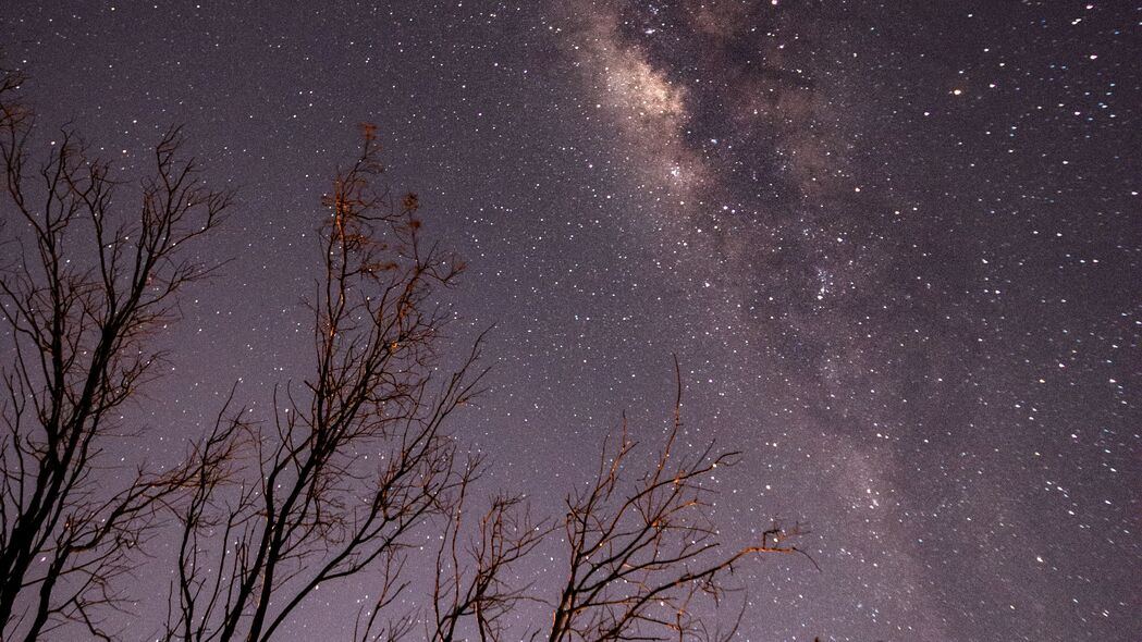 夜晚星空下的树枝轮廓，绝美4K高清壁纸，3840x2160分辨率，畅享星空之美！