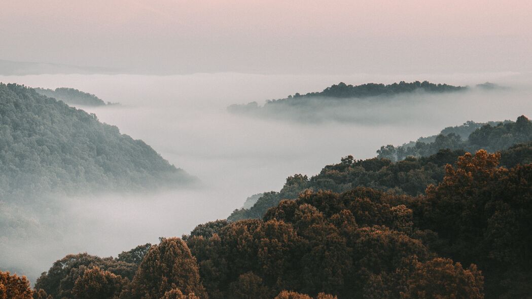 树木森林雾草美景，高清4K风景壁纸，3840x2160分辨率，一键下载！