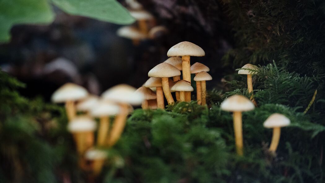 蘑菇苔藓微距之美，4K高清壁纸，3840x2160超高清风景图片，一键下载