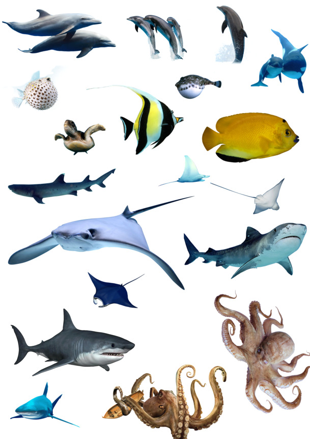 海洋生物素材，高清PNG透明手绘卡通图片，设计元素丰富，一键下载！
