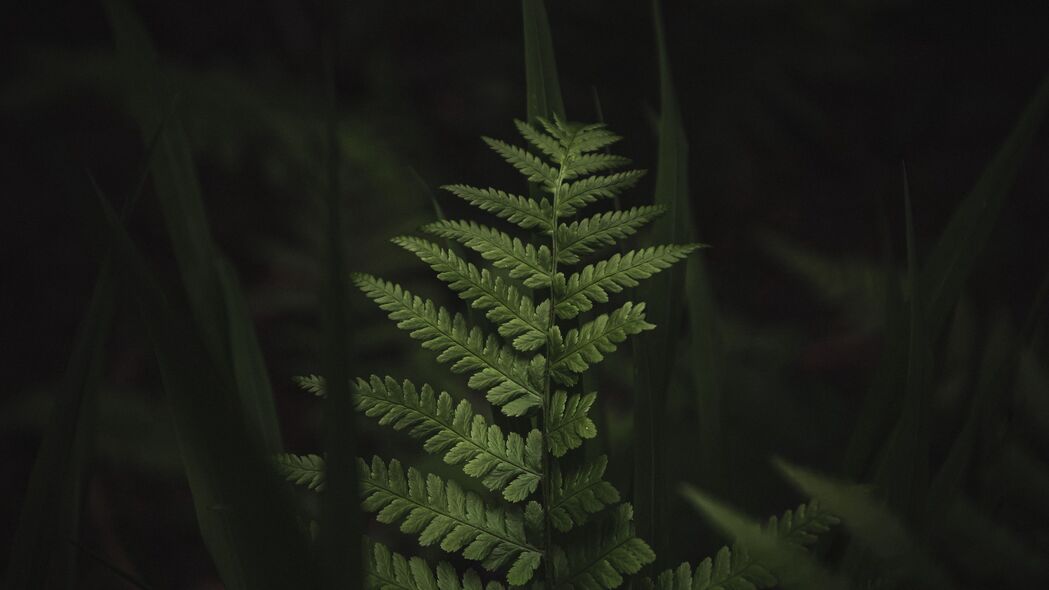 蕨类植物深色树叶4K宏观壁纸，超清3840x2160背景图片，一键下载