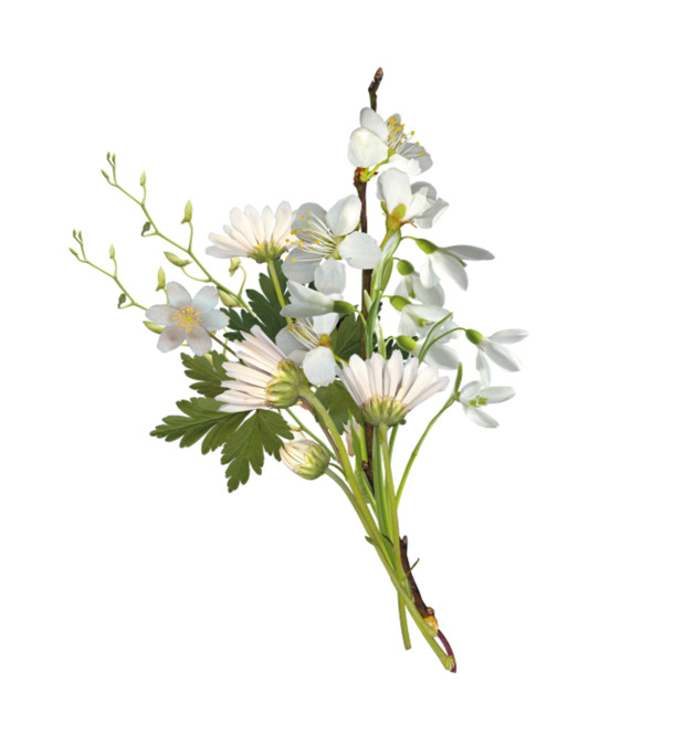 白色小菊花花束PNG素材，高清透明动植物元素，创意植物设计图片免费下载