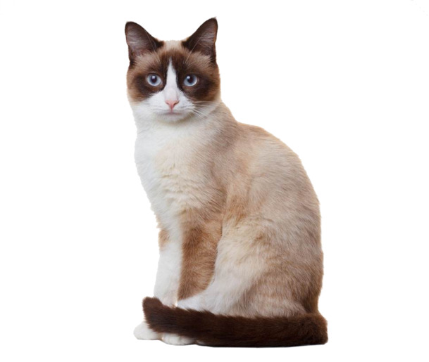 猫咪高雅抠图素材，精选高清PNG透明动植物元素，创意动物图片设计下载