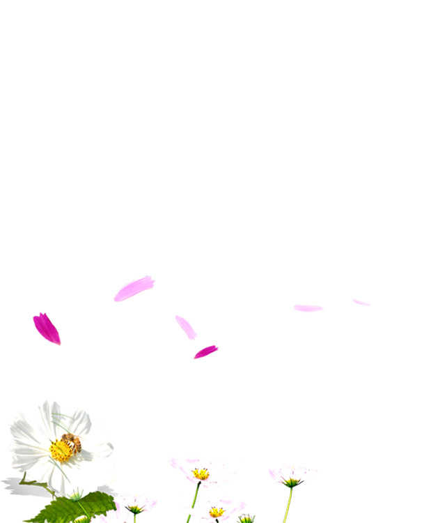 花瓣装饰元素，高清PNG透明图片，创意漂浮花瓣设计素材下载