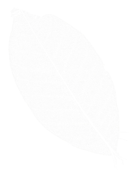树叶高清PNG透明背景设计素材，精选底纹图片，一键下载