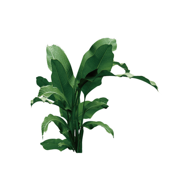 大绿叶植物高清PNG素材，透明动植物元素，设计必备下载