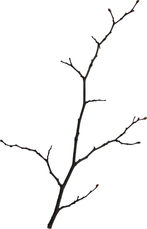 枯枝高清PNG透明素材，装饰植物图片设计元素，免费下载
