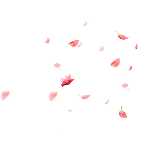 花瓣飘落高清PNG透明素材，优雅漂浮元素，设计必备，免费下载