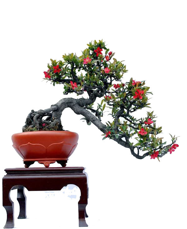 盆景小花盛开，高清PNG透明图，植物装饰元素，设计素材下载