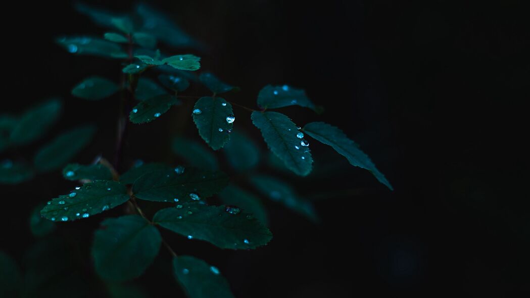 植物叶尖滴露美景，4K高清壁纸，3840x2160超清分辨率，自然之韵尽在眼前！