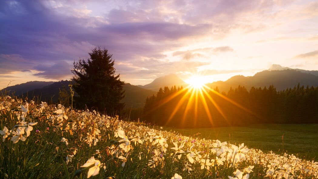 4K高清壁纸，太阳射线下的水仙花，自然花草美景，3840x2160超清下载
