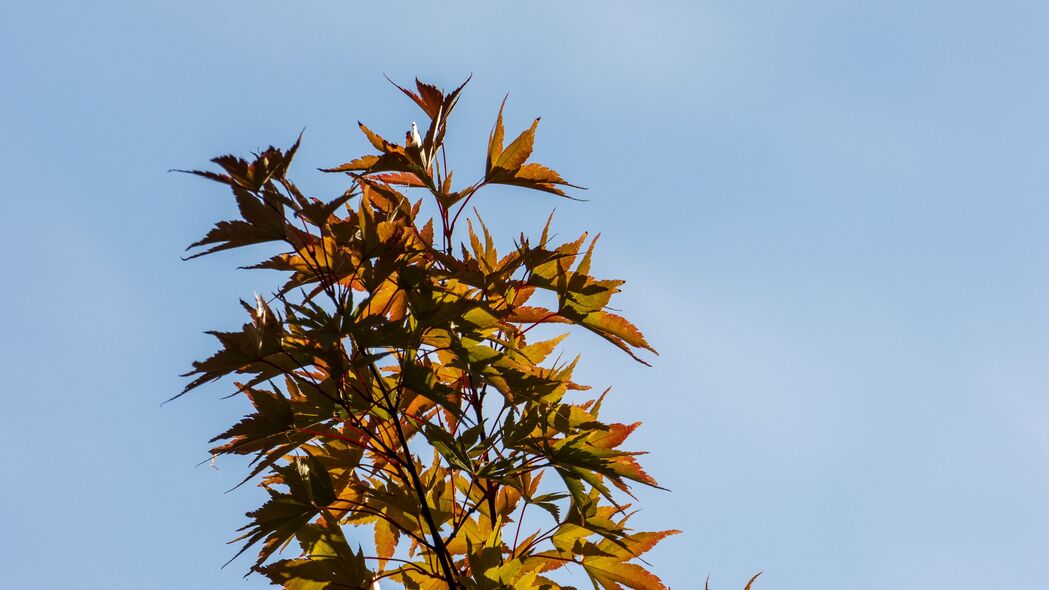 灌木、树叶、树枝与天空绝美融合——4K超高清3840x2160壁纸，免费下载！