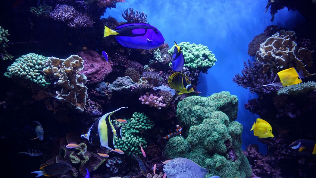 4K高清壁纸，水族馆奇景，鱼藻珊瑚礁共舞，精美3840x2160壁纸免费下载