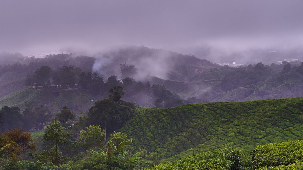 种植园山丘雾景，4K高清灌木壁纸，3840x2160超清画质，免费下载