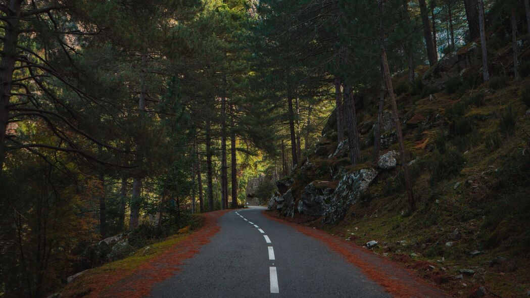 道路标记森林，云杉树木美景，4K高清壁纸（3840x2160）免费下载