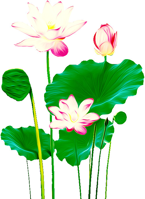 荷花PNG透明图，高清装饰元素，免费下载植物图片设计素材