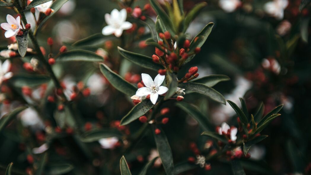 Eriostemon花叶盛开美景，超高清4K壁纸，3840x2160分辨率，一键下载，装点你的屏幕！