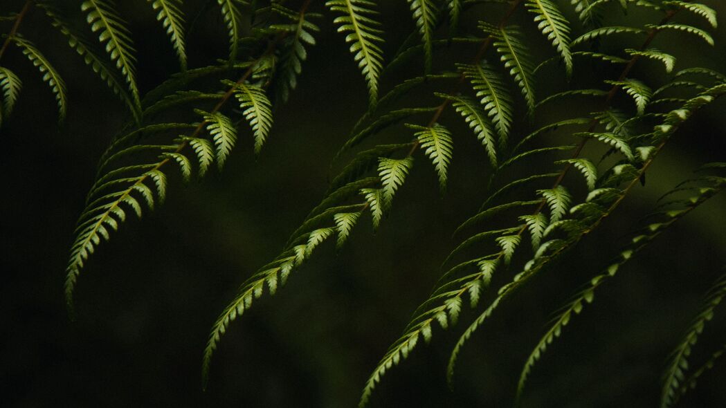 蕨类植物与树枝灌木，高清4K绿色壁纸，3840x2160超清背景图片，一键下载！