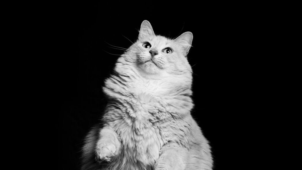 高清宠物猫壁纸精选，纯白与黑白萌宠，4K超高清3840x2160分辨率背景图片，免费下载