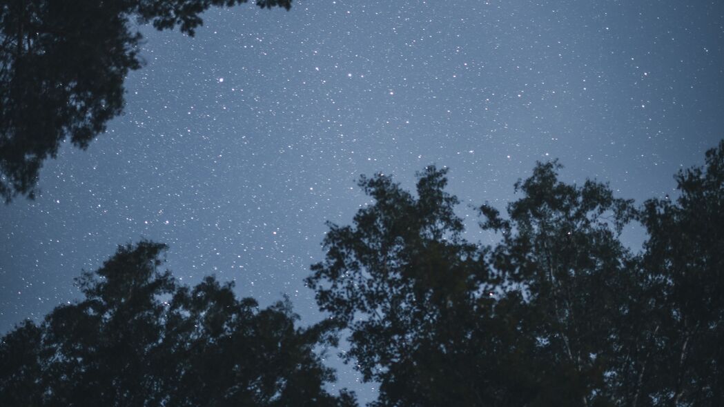 树木掩映下的璀璨星空，4K高清壁纸，夜晚美景尽在眼前