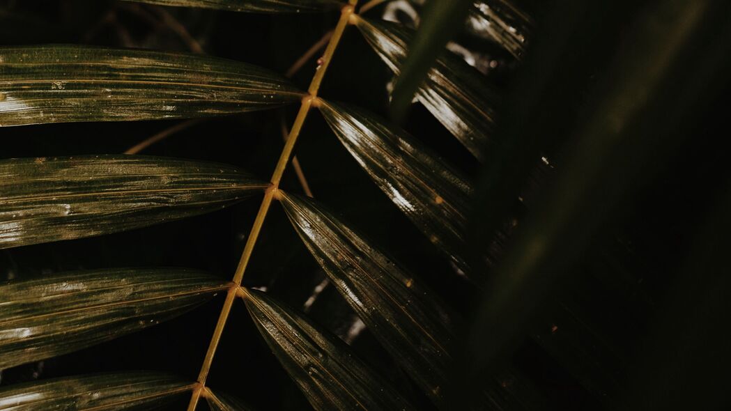 树叶树枝植物光泽绝美，4K高清壁纸下载，3840x2160分辨率惊艳你的屏幕