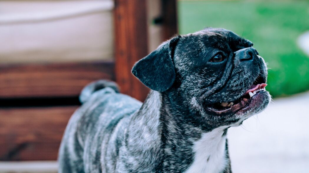 探索Pug狗独特魅力，黑色宠物犬，突出舌头超有趣！4K高清壁纸3840x2160，一键下载动物美图！